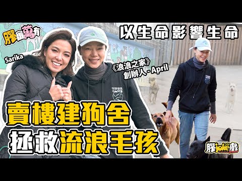 專訪「浪浪之家」創辦人｜一個無私拯救流浪狗的故事｜Home For Homeless Dog｜膠羅萬有