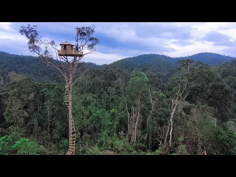 Building a Sky-High Survival Shelter — Defying Rain, Wind, and Gravity Itself | Bushcraft skills