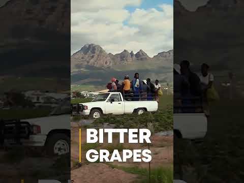 Bitter Grapes #shorts #trailer