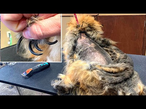 Watch This Dog's Amazing Makeover!
