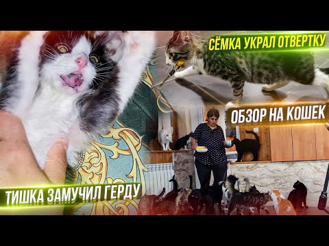 Эксперимент с пелёнками провалился. Семка украл отвертку. Кошки требуют обэд. Кузя дружит с Булкой