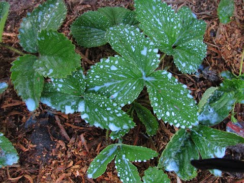 EASY CARE FOR STRAWBERRIES.