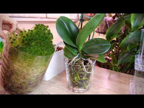 Repotting a butterfly orchid into a closed system. How orchids grow in these pots. Roots and soil.