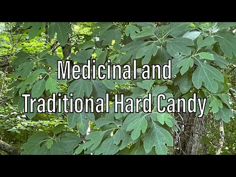 Medicinal Sassafras Hard Candy