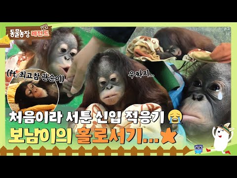 [TV Animal Farm Legend] Everyone is clumsy at first 😭 Bonam's stand alone...★ #TV Animal Farm