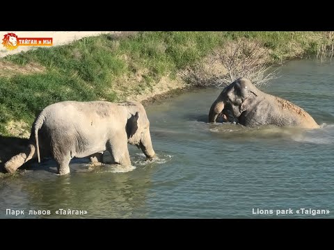 ПЕРВЫЙ заплыв МАГДЫ! Слонихи ВПЕРВЫЕ плавают ВМЕСТЕ в Тайгане. FIRST ELEPHANT SWIM!