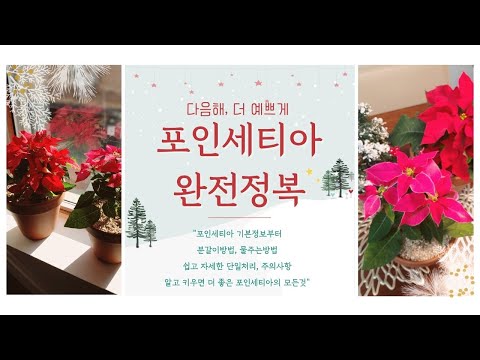 [포인세티아, 포인세티아 분갈이]알고 키우면 죽지 않지-포인세티아 완전정복