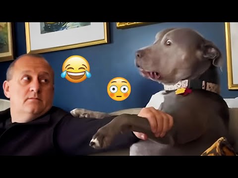 I dare you not to LAUGH at these FUNNY DOGS 😁🦮 - Best Funny Animals Videos 2025 #87