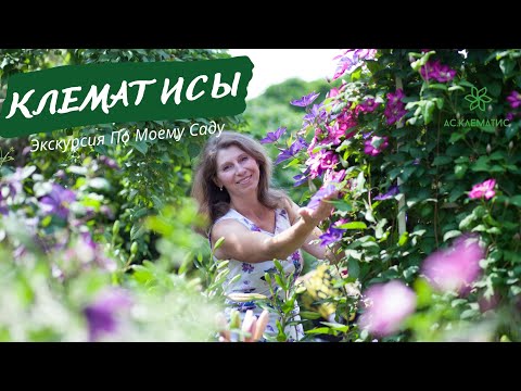 Сорта клематисов цветущие ВСЁ ЛЕТО! Эти клематисы ПОЛУЧИТСЯ ВЫРАСТИТЬ каждому!