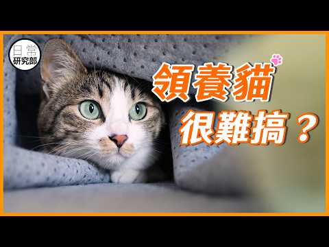 有經歷的貓，主人分享牠們的行為特徵！