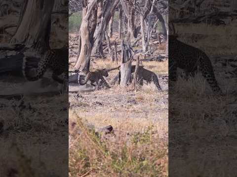 Female Leopard Standoff, a Meal is Not Worth Risking Injury