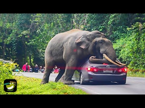 One in a Billion Animal Moments Caught on Camera  #18