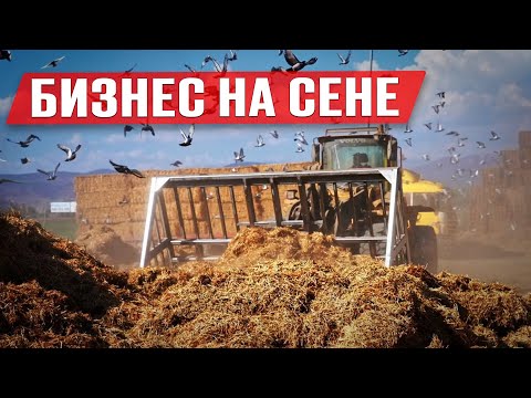 Как зарабатывать на люцерне в России | Бизнес на люцерне | Кормопроизводство | Бизнес идея
