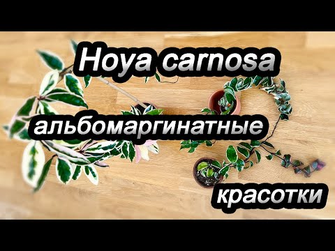 Альбомаргинатные красотки-HOYA CARNOSA