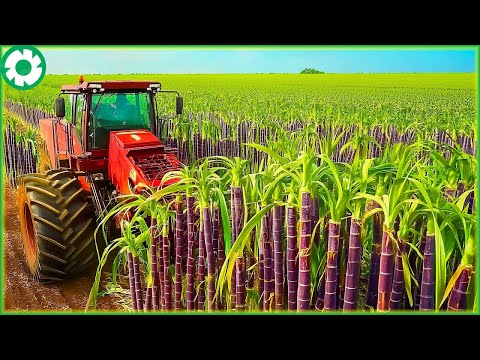 How Farmers Harvest 1.9 Billion Tons of Sugarcane by Machine | Agriculture Technology - The Engine