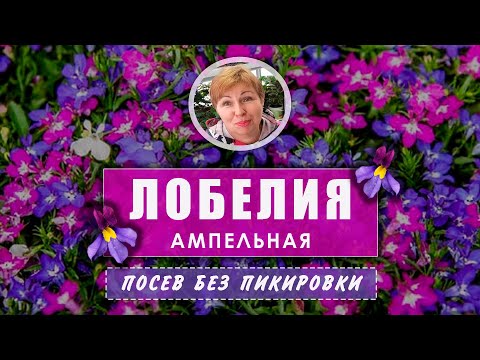 ЛОБЕЛИЯ  посев  без пикировки и перевалки. Мой любимый способ