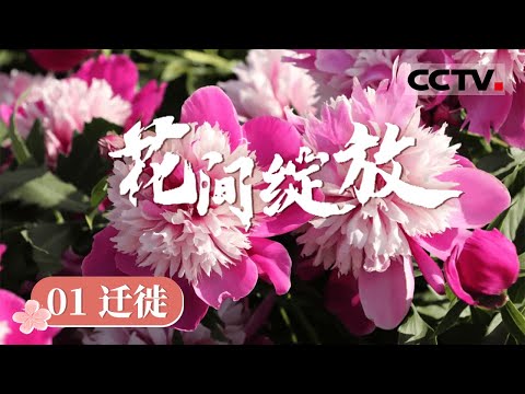 《花间绽放》01 迁徙：人类被花吸引主动介入花的世界 改变了植物迁徙的历史【CCTV纪录】