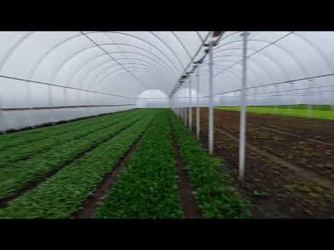 Почему мы заменили арочные теплицы на блочную теплицу и её преимущества