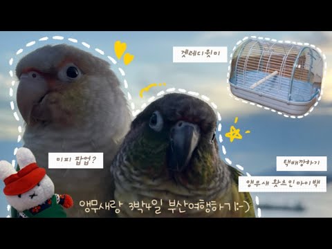 앵무새랑 KTX 타고 3박4일 부산 여행하기 | 앵무새 여행 브이로그 | 코뉴어 앵무새 일상