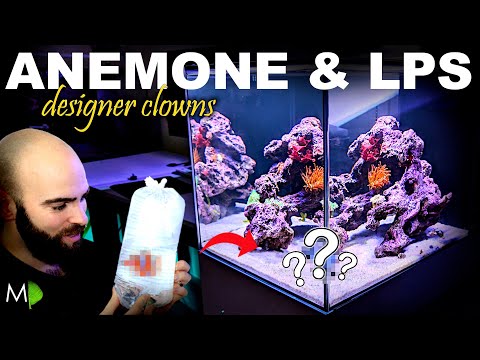 Designer Clown Fish, Anemone & LPS (ROCKPOOL EP3)