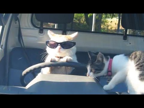 Funniest Cats Videos 2025 😼 Try Not To Laugh 😹 Part 15