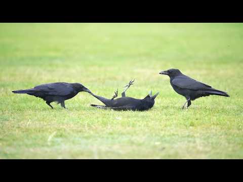 Smart CROWS Being Absolutely Hilarious! 🤣 Funniest Crow Videos