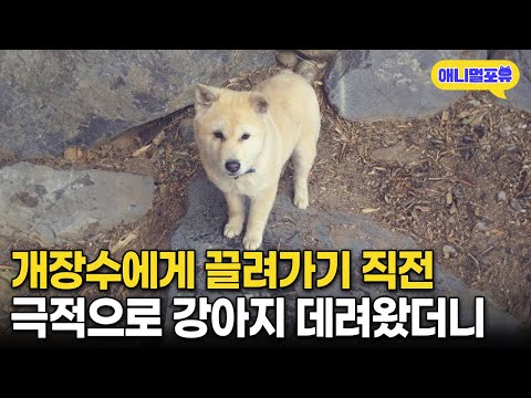 개장수에게 끌려가기 직전, 극적으로 데려온 강아지 I KBS 동물극장 단짝 220730 방송