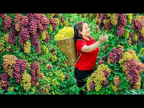 A Brave Woman Harvests Wild Grapes in Abundance, Sells at Market & Cooks Delicious Dishes at Home