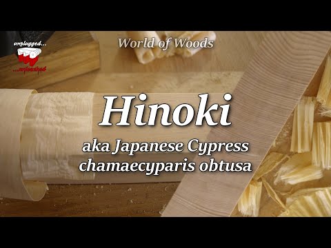 Hinoki / Japanese Cypress (chamaecyparis obtusa)