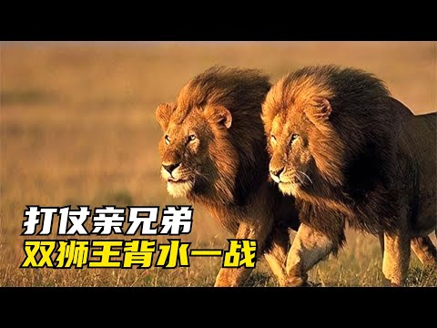 禍不單行：小獅子被鬣狗吃掉，三雄獅聯盟又突然殺來