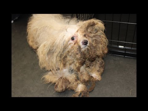 Rescuing a Neglected Dog A Story of Hope and Tran