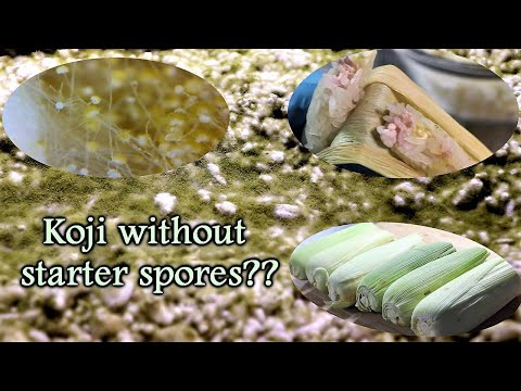 Can you grow Koji without a spore starter (with Sandor Katz)