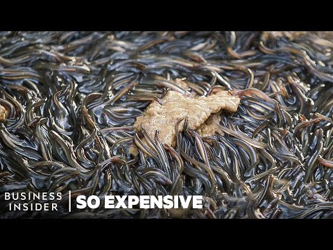 Why Japanese Eel Is So Expensive | So Expensive