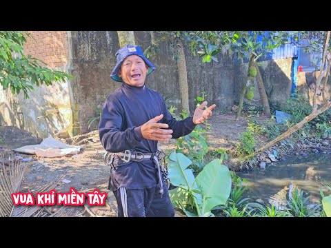 Vua khỉ cưa hạ 3 gốc cây Dừa ngay Trại cưa Oanh Hồng Phước.