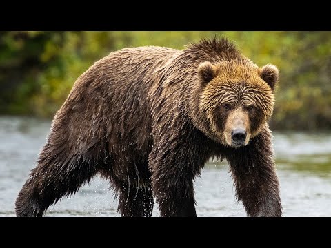 GRIZZLY BEARS: The World’s Most Powerful Land Hunter