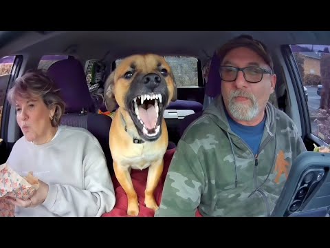 When You Live with a Comedian Dog 😂 Funny Dog and Human Videos
