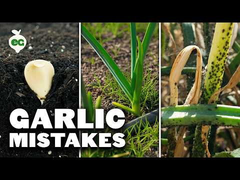 5 Common Garlic Planting Mistakes To Avoid!