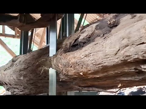 TURNING LARGE TEAK LOGS INTO HIGH QUALITY BOARDS (At the Sawmill)