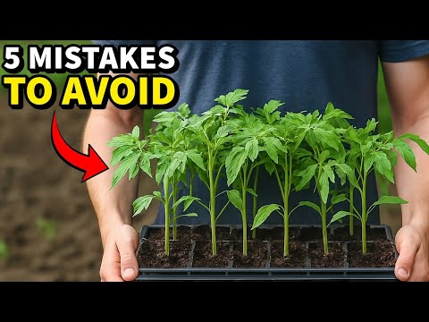 5 Mistakes You Must NEVER Make When Growing Tomatoes