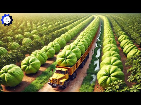 How Farmers Harvest & Process Millions of Tons of Fresh Produce This Way  | Agriculture Technology