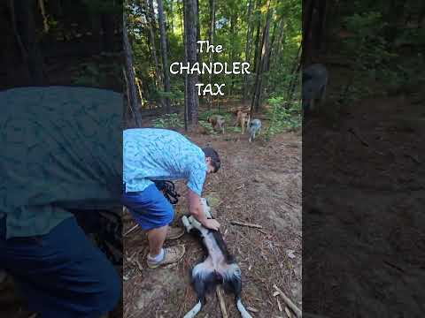 Whenever we call her name, she demands her belly to be rubbed. #dog #puppy #collie