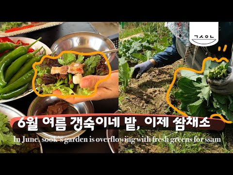 Fresh lettuce wraps with pork belly from our garden harvest. Kale, garlic scapes, and more .