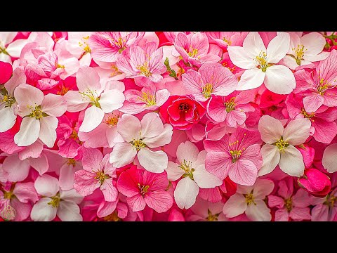 Gentle music, calms the nervous system and pleases the soul 🌸 healing music for the heart