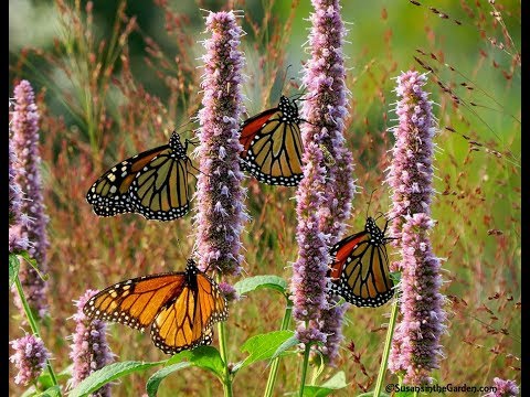 Create a Pollinator Garden: Everyone Can Grow a Garden 2019 #13