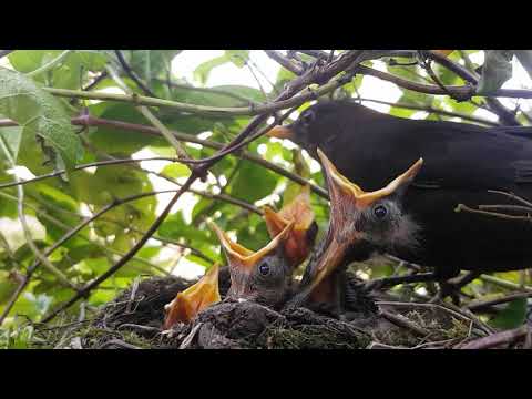 Up Close With Wild Blackbirds: Surviving Lockdown