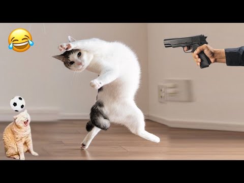 Collection of funny videos of naughty and dramatic dogs and cats😂😂
