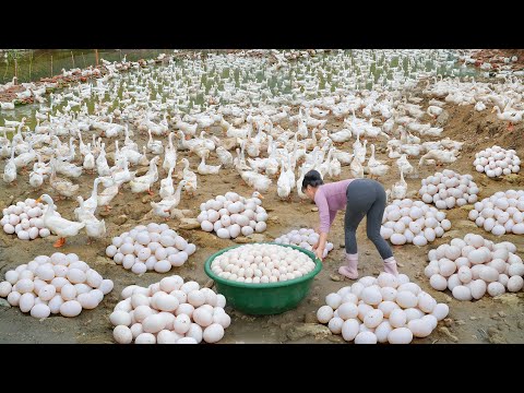 Harvest 1000+ Ducks Eggs From Farm Has A Lot Of Ducks -- Use Truck Transport Many Eggs To Sell