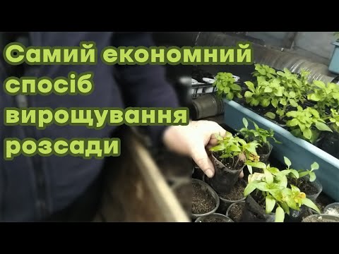Самий економний спосіб вирощування розсади