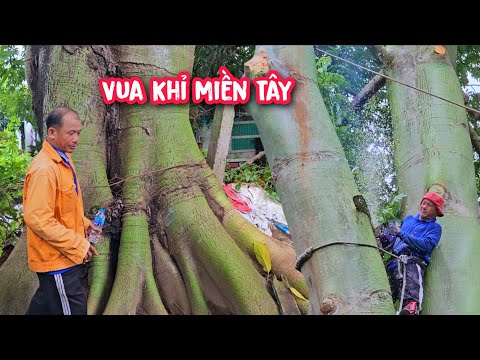 The Monkey King cut down the giant cotton tree in Cai Be (Part 1/4)...