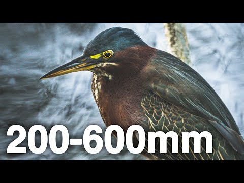 Sony 200-600mm Florida Wildlife Walk